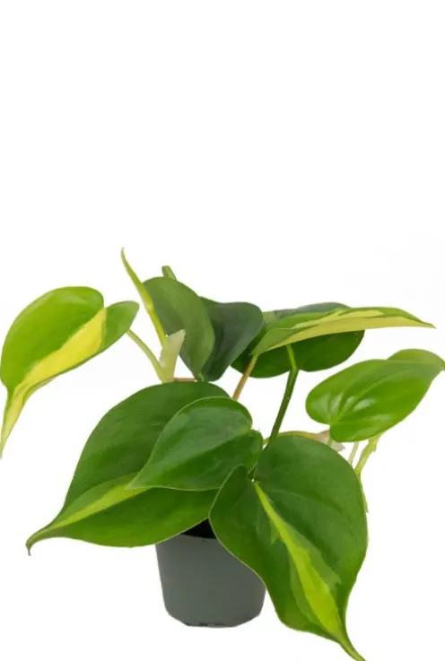 Philodendron scandens brasil - Stekje