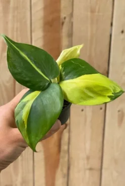 Philodendron scandens brasil - Stekje