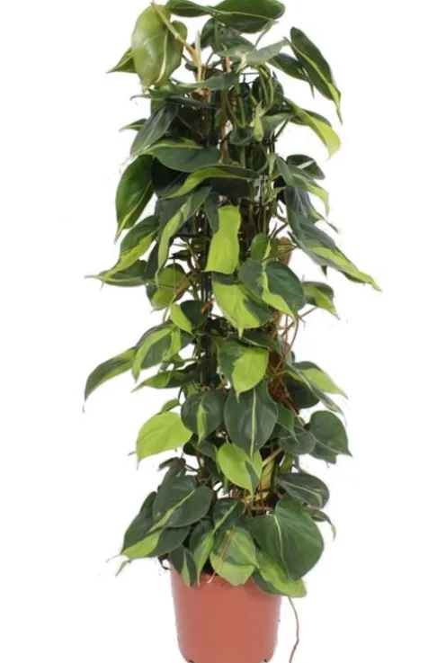 Philodendron scandens Brasil