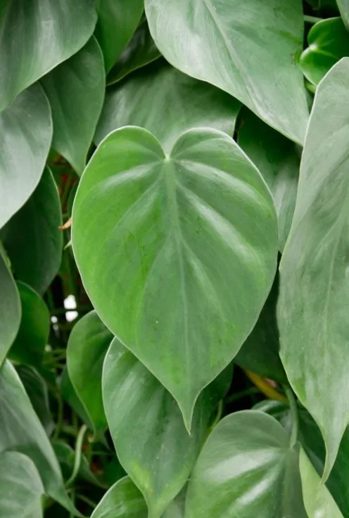 Philodendron scandens - Heartleaf philodendron
