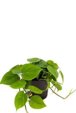 Philodendron scandens - Heartleaf philodendron