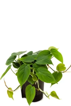 Philodendron scandens - Heartleaf philodendron