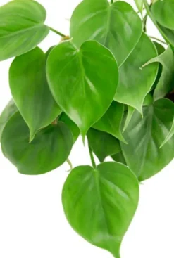 Philodendron scandens - Heartleaf philodendron