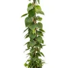 Philodendron scandens - Heartleaf philodendron