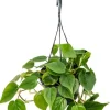 Philodendron scandens - Heartleaf philodendron