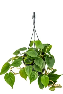 Philodendron scandens - Heartleaf philodendron