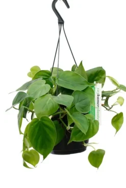 Philodendron Scandens - Heartleaf philodendron