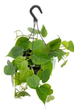 Philodendron Scandens - Heartleaf philodendron