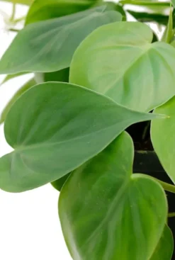 Philodendron Scandens - Heartleaf philodendron