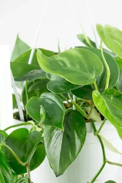 Philodendron scandens - Heartleaf philodendron