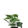 Philodendron scandens - Heartleaf philodendron