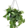 Philodendron scandens - Heartleaf philodendron