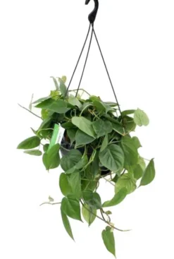 Philodendron scandens - Heartleaf philodendron