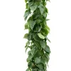 Philodendron Scandens op Rek - Heartleaf philodendron