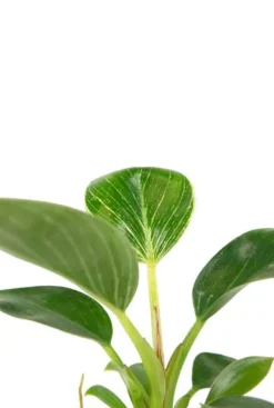 Philodendron White Measure (White Wave) - Stekje