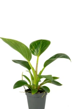 Philodendron White Measure (White Wave) - Stekje