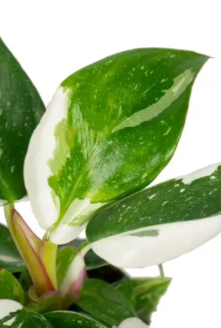 Philodendron White Princess - Stekje