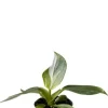 Philodendron White Wizard