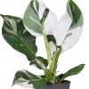 Philodendron White Wizard