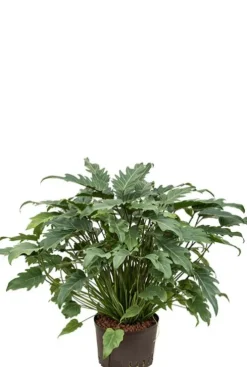 Philodendron xanadu