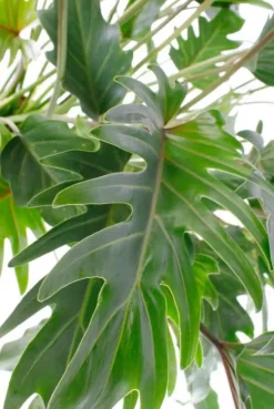 Philodendron xanadu
