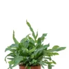Phlebodium Blue Star - Blauwvaren