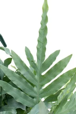 Phlebodium Blue Star - Zinkvaren