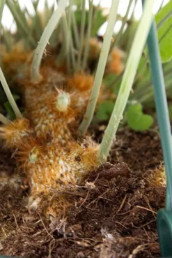 Phlebodium Blue Star - Zinkvaren