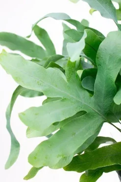 Phlebodium Blue Star - Zinkvaren