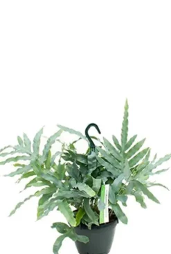 Phlebodium Blue Star - Zinkvaren