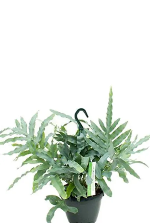 Phlebodium Blue Star - Zinkvaren