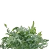 Phlebodium Blue Star - Zinkvaren