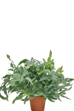 Phlebodium Blue Star - Zinkvaren