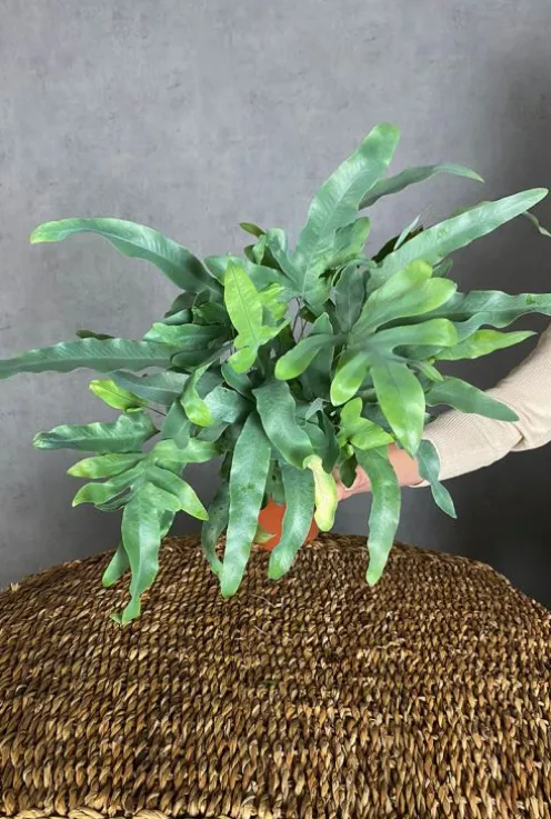 Phlebodium Blue Star - Zinkvaren
