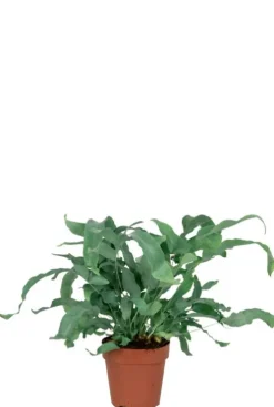 Phlebodium Blue Star - Zinkvaren