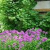 Phlox (P) 'Laura' - Vlambloem