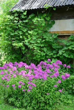 Phlox (P) 'Laura' - Vlambloem