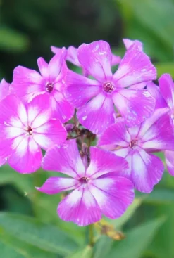 Phlox (P) 'Laura' - Vlambloem