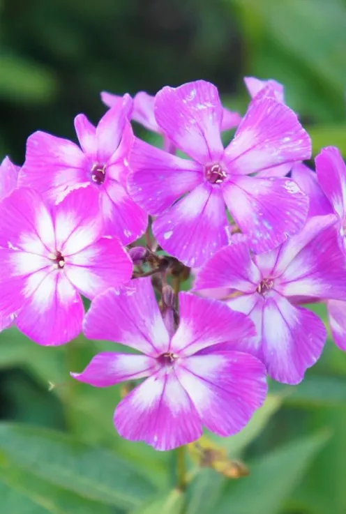 Phlox (P) 'Laura' - Vlambloem