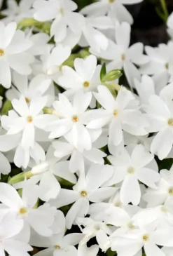 Phlox (S) 'Fabulous White' - Vlambloem