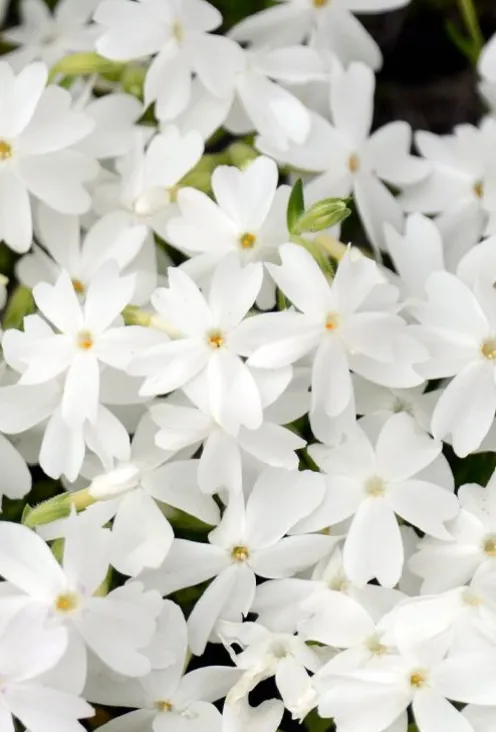 Phlox (S) 'Fabulous White' - Vlambloem