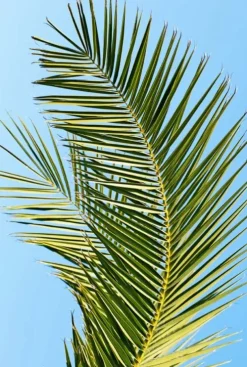 Phoenix canariensis - Canarische dadelpalm