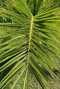 Phoenix canariensis - Canarische dadelpalm