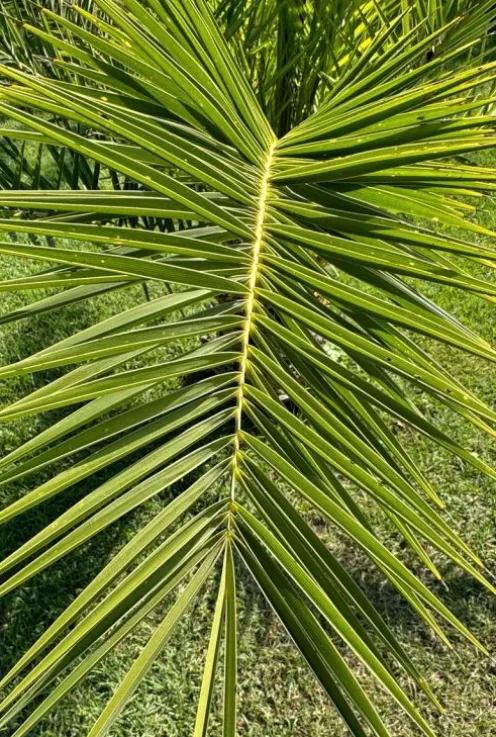 Phoenix canariensis - Canarische dadelpalm