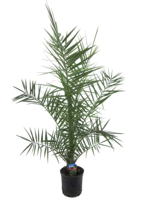 Phoenix canariensis - Canarische dadelpalm