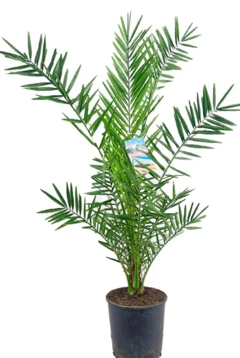 Phoenix canariensis - Canarische dadelpalm