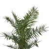Phoenix canariensis - Canarische dadelpalm