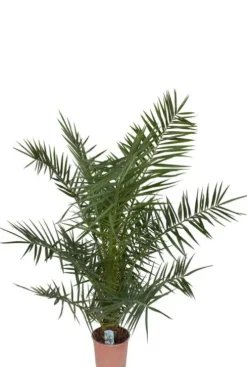 Phoenix canariensis - Canarische dadelpalm