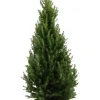 Picea Glauca December - Picea Glauca December