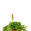 Pilea Depressa - Stekje